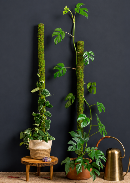 Two potted plants with moss-covered stems on a dark wall background