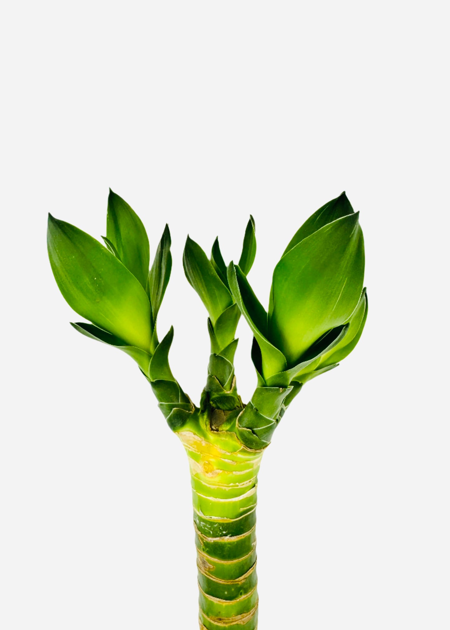 Lucky Bamboo - Single Straight Multi-Growth