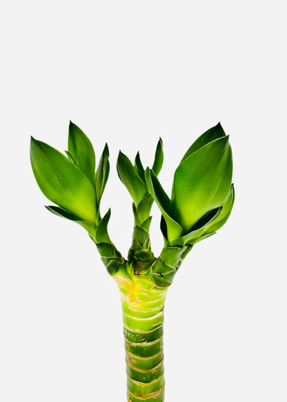 Lucky Bamboo - Single Straight Multi-Growth