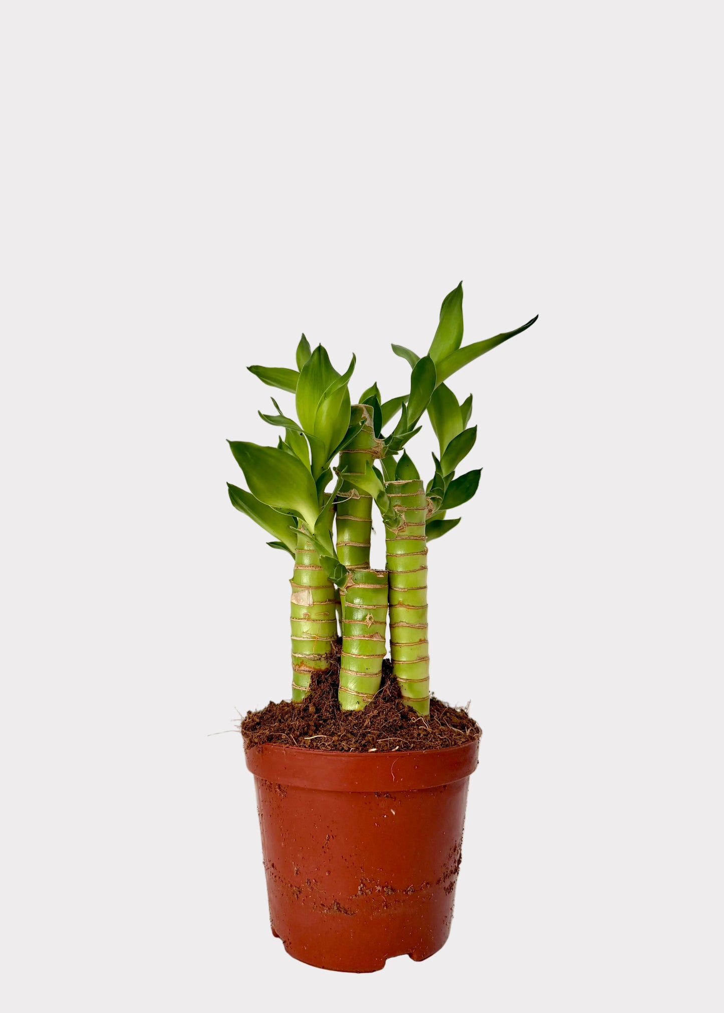 Lucky Bamboo - Straight Multi-Growth (Potted)