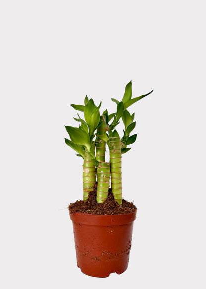 Lucky Bamboo - Straight Multi-Growth (Potted)