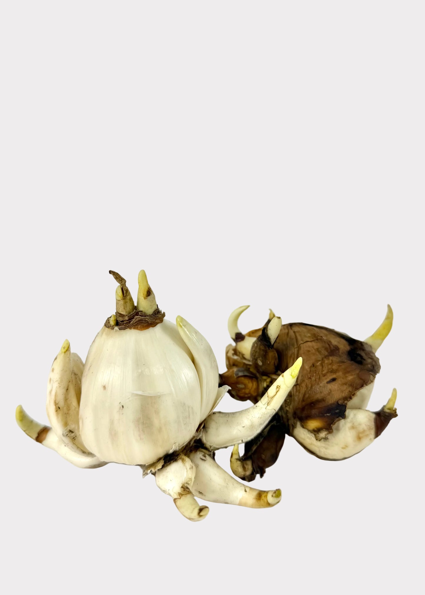 Chinese Narcissus Paperwhite Bulbs - Lucky Water-Grown Spring Blooms