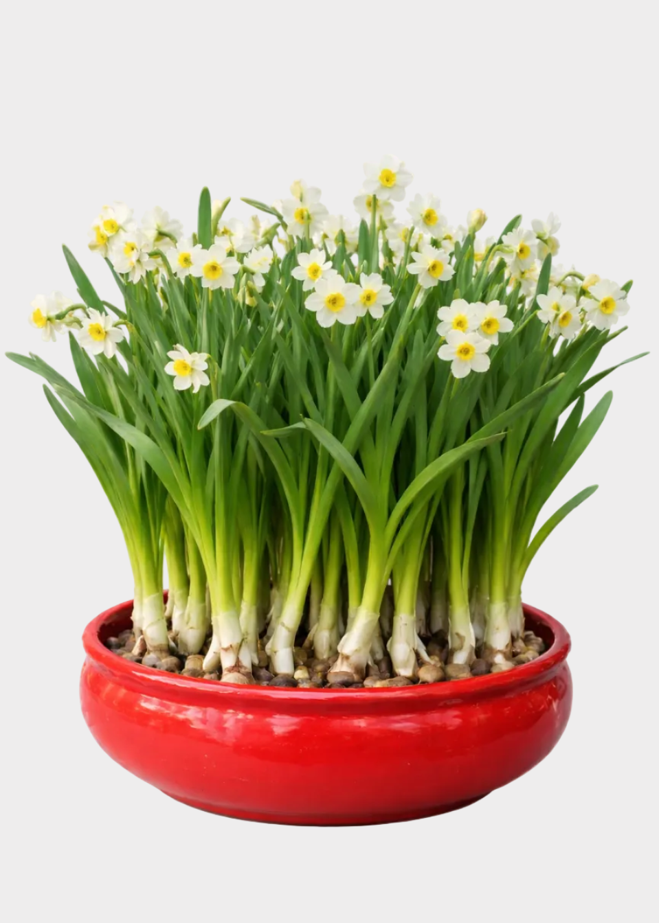 Chinese Narcissus Paperwhite Bulbs - Lucky Water-Grown Spring Blooms