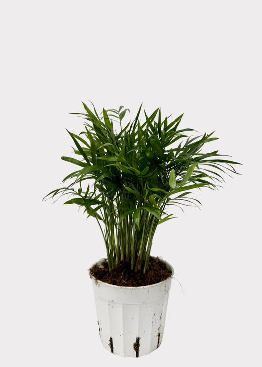 Neanthe Bella Palm