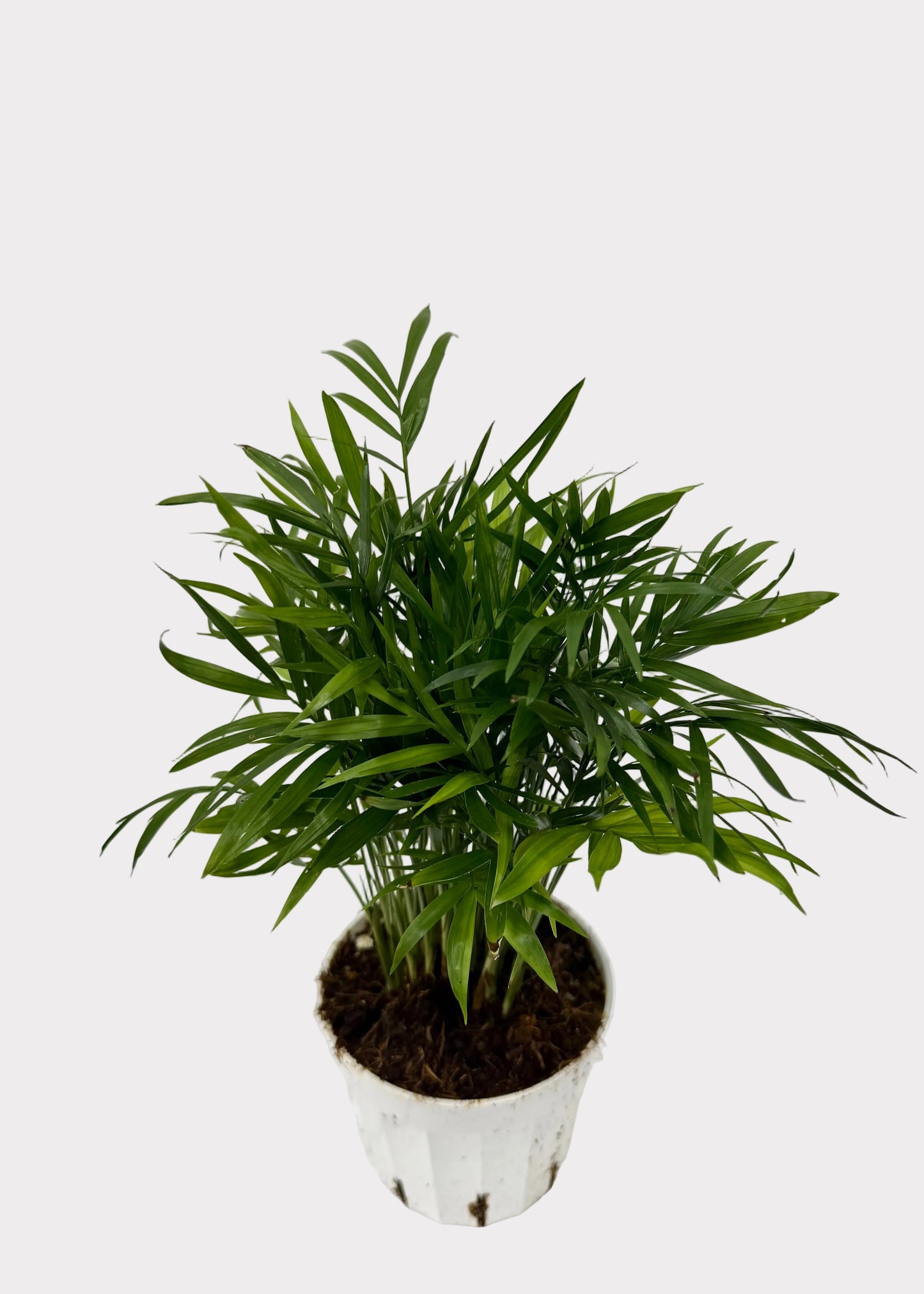 Neanthe Bella Palm