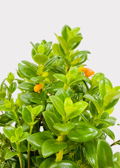 Nematanthus - Goldfish Plant