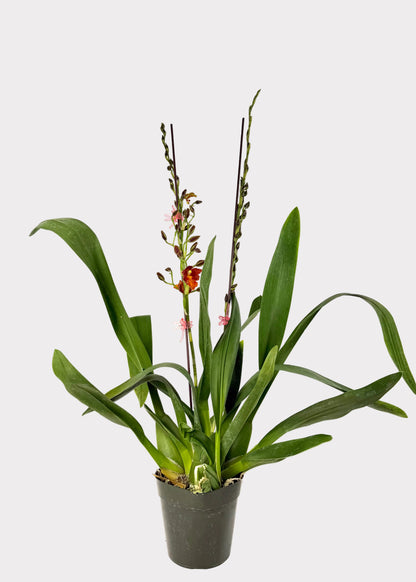 Oncidium - Los Robles