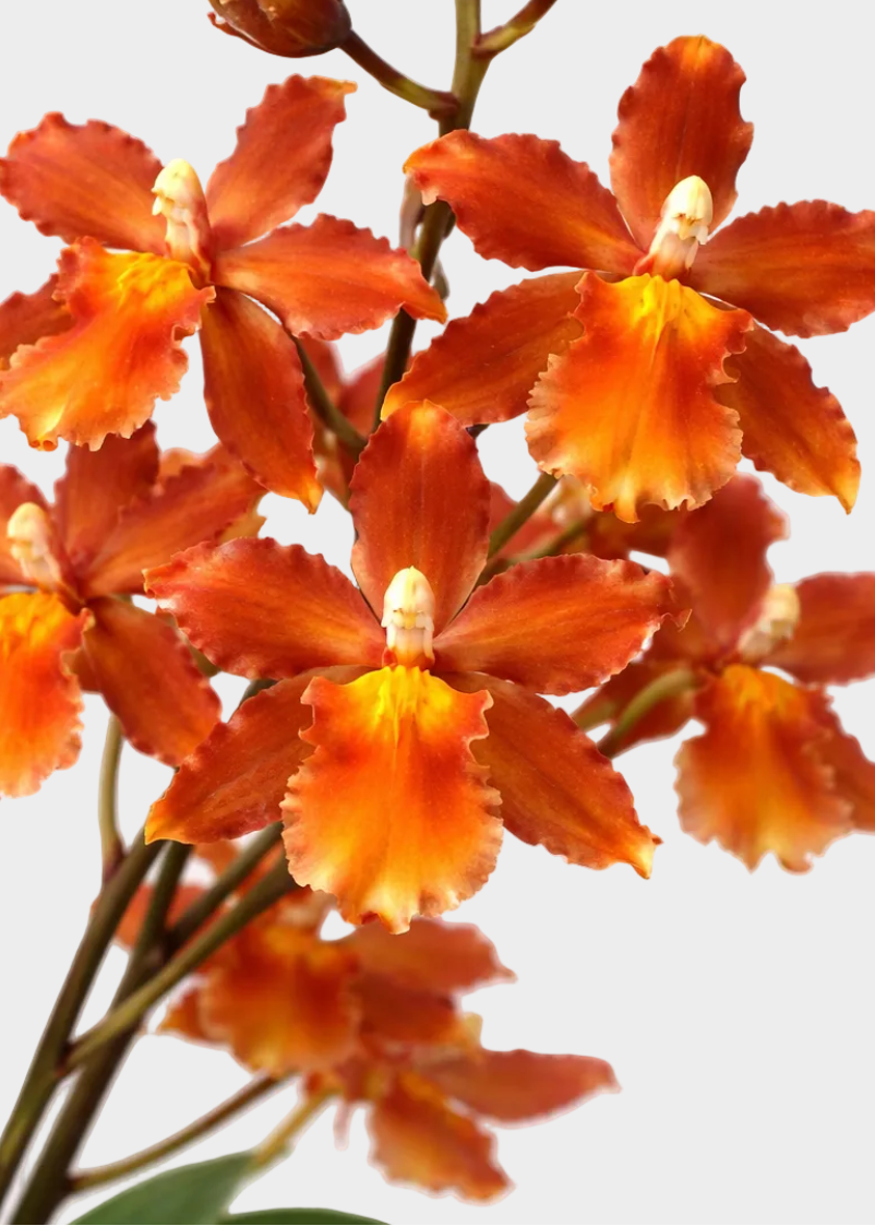 Oncidium - Los Robles