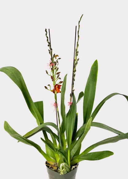 Oncidium - Los Robles