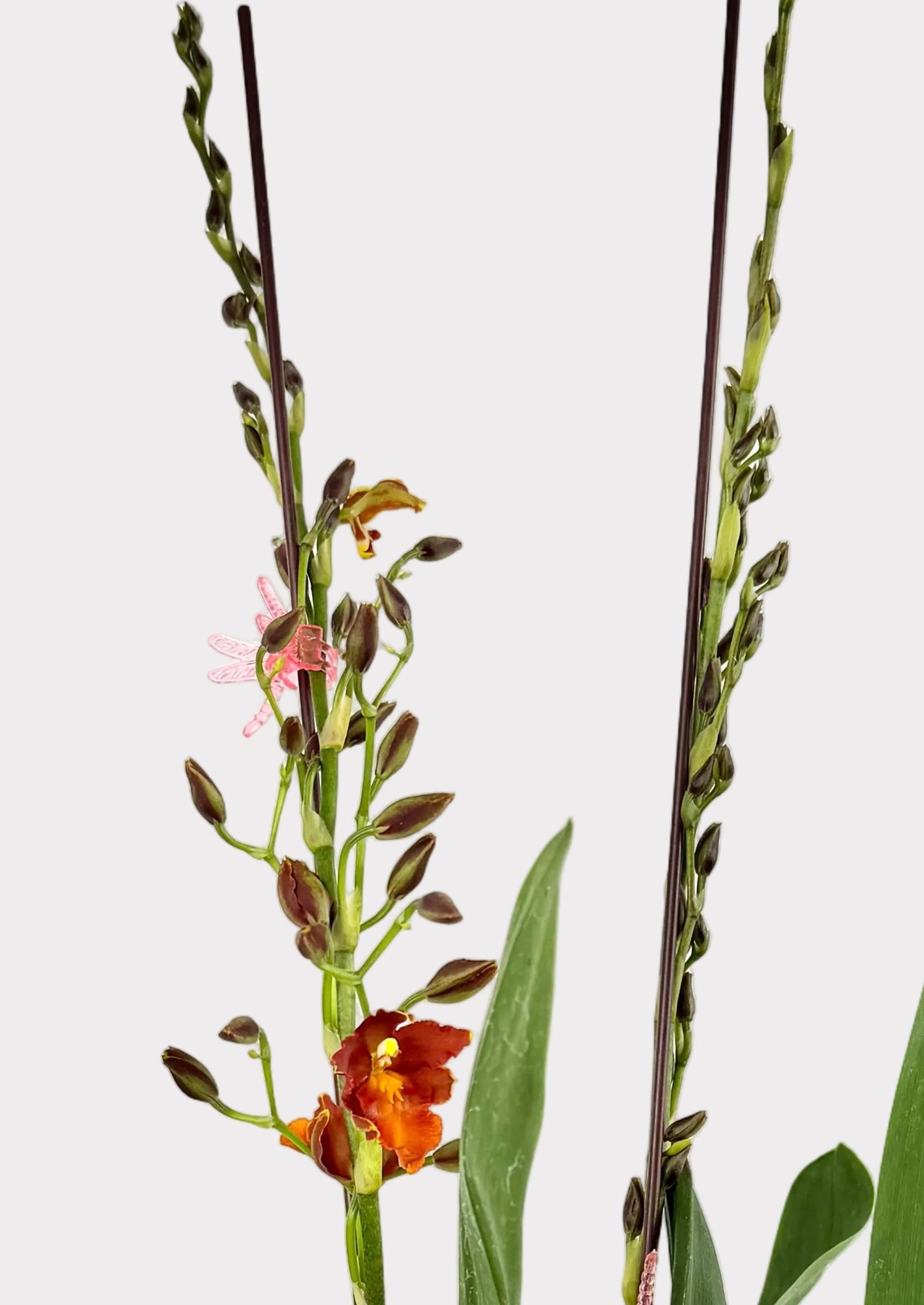 Oncidium - Los Robles