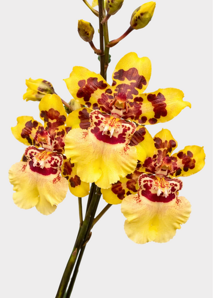 Oncidium - Wildcat