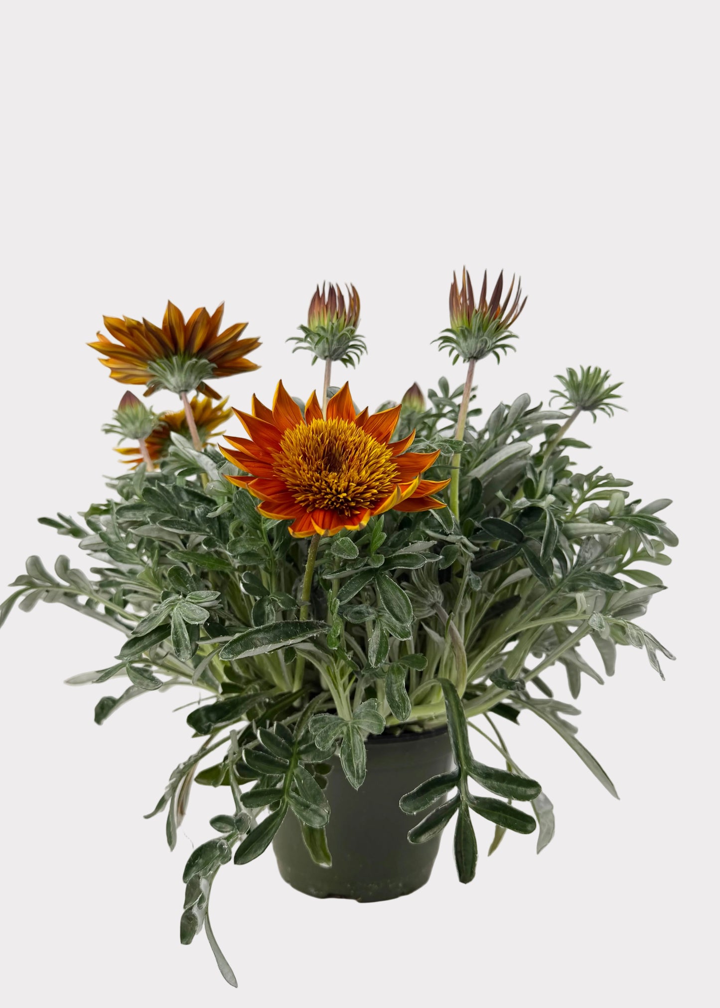 Gazania Rigens - Sunbathers