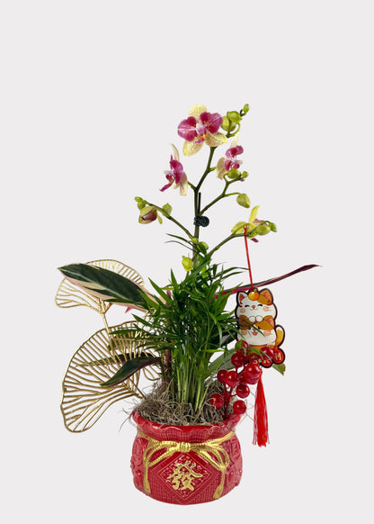 Lunar New Year Orchid Arrangement - Premium Foliage - Red Wealth Pot