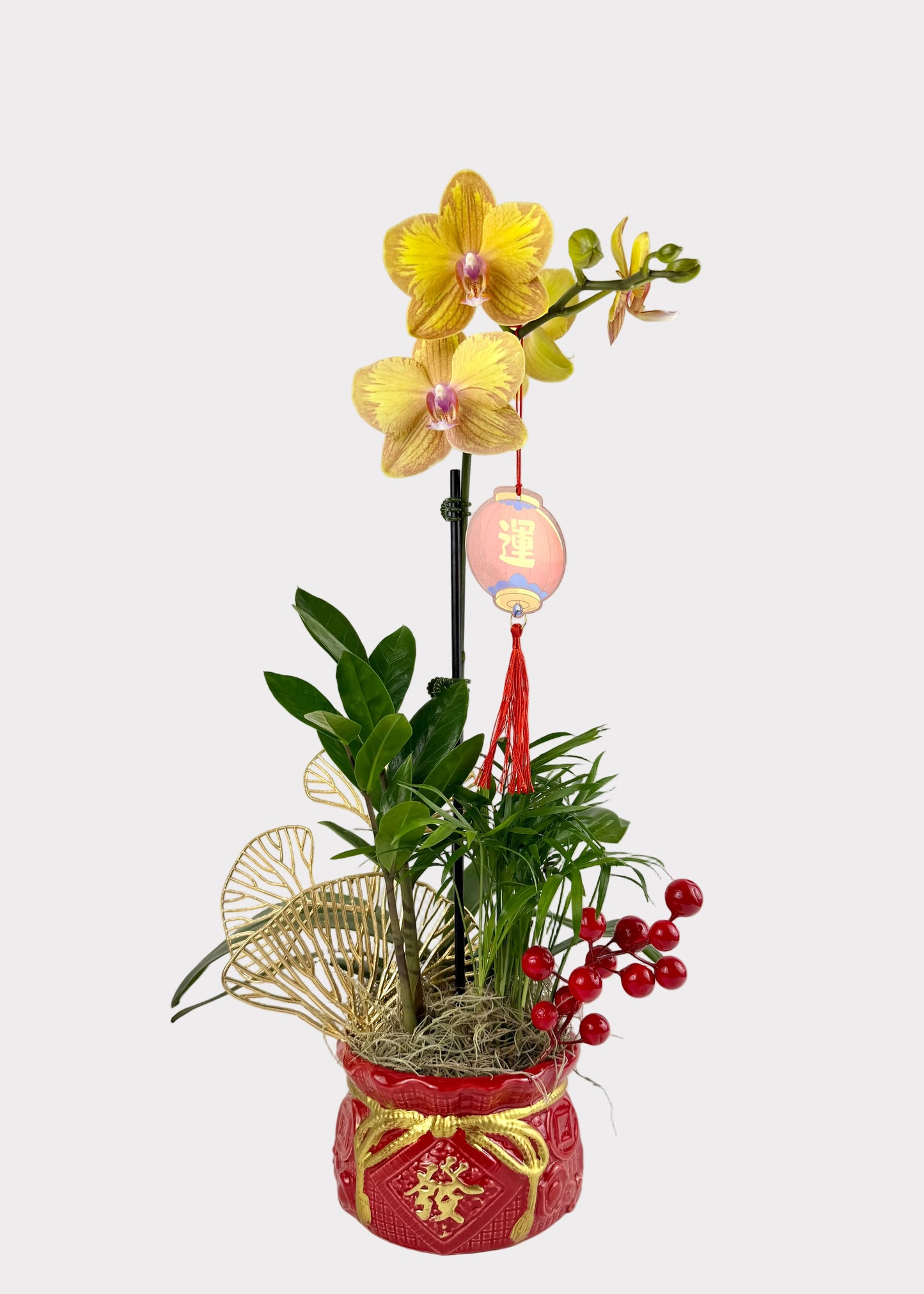 Lunar New Year Orchid Arrangement - Premium Foliage - Red Wealth Pot