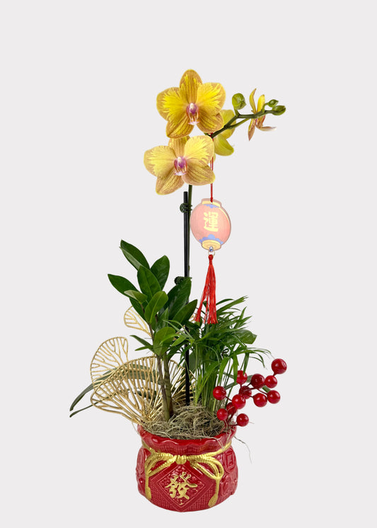 Lunar New Year Orchid Arrangement - Premium Foliage - Red Wealth Pot