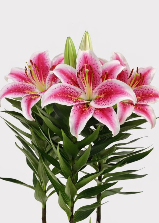 Oriental Lily - Stargazer