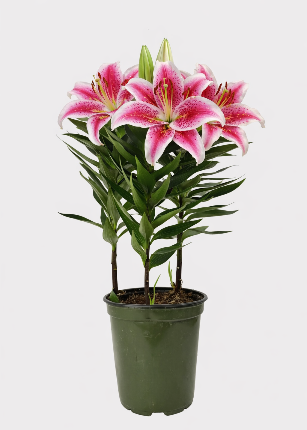 Oriental Lily - Stargazer
