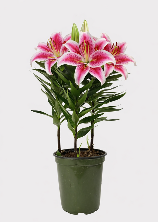 Oriental Lily - Stargazer