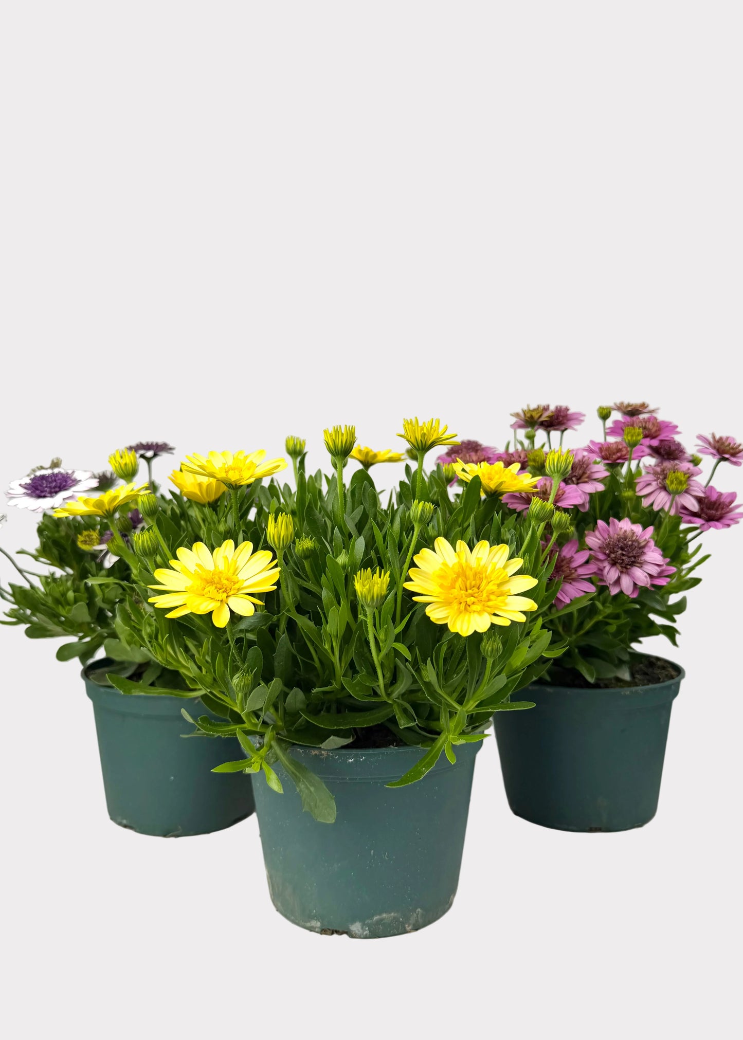 Osteospermum - African Daisy