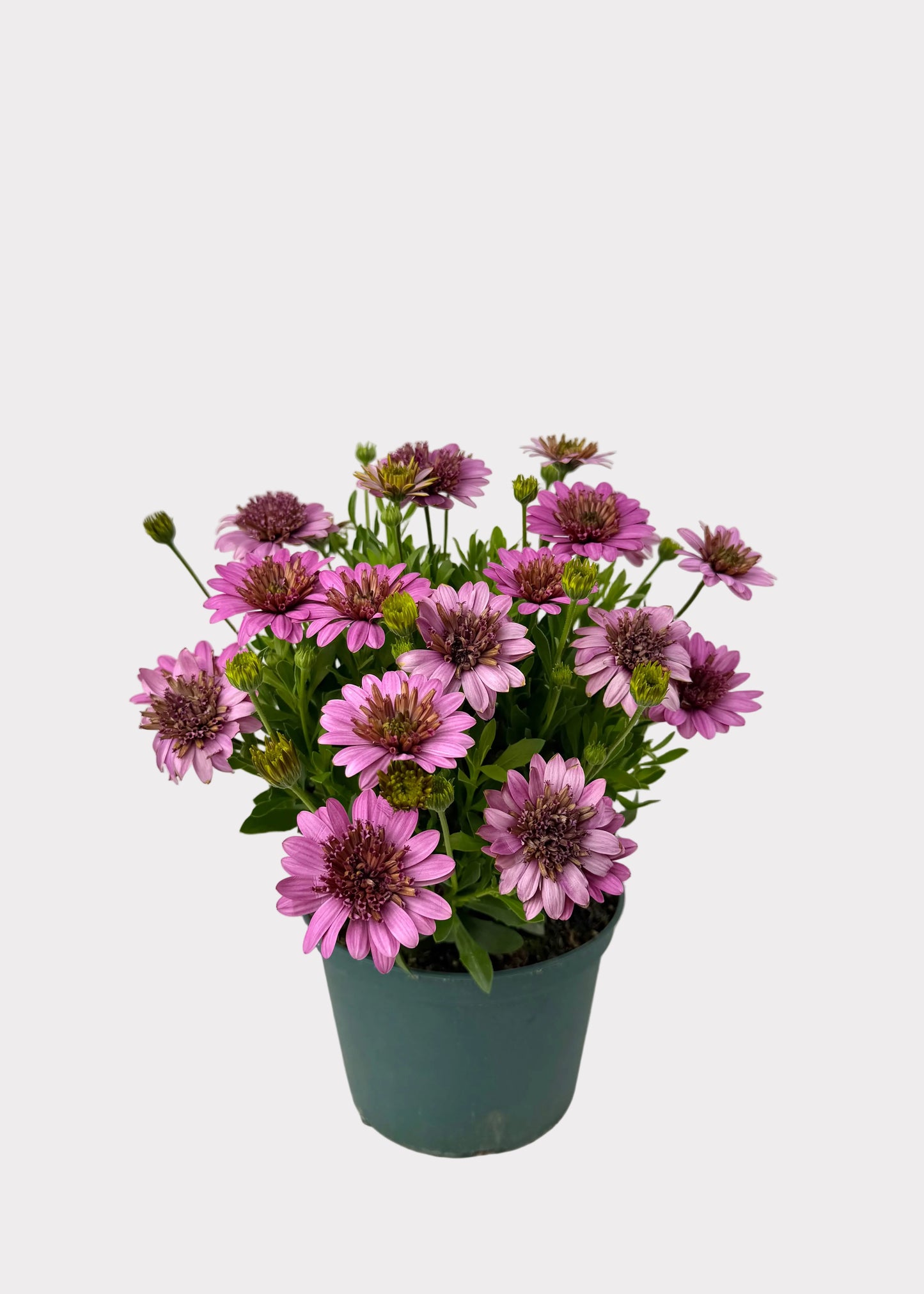 Osteospermum - African Daisy