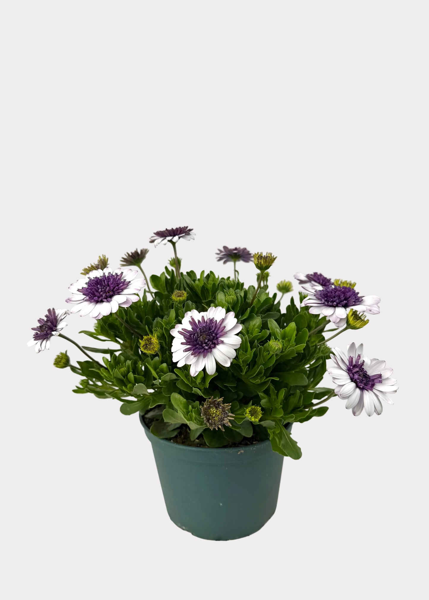 Osteospermum - African Daisy