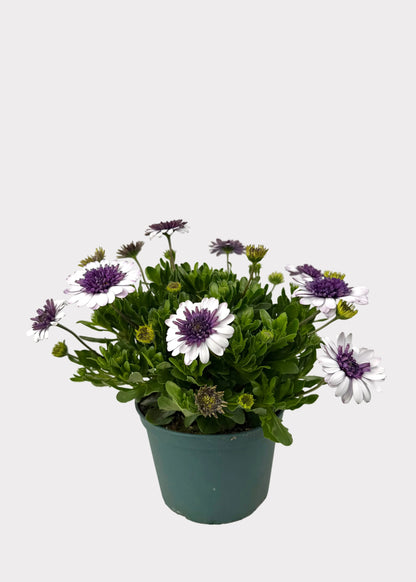 Osteospermum - African Daisy
