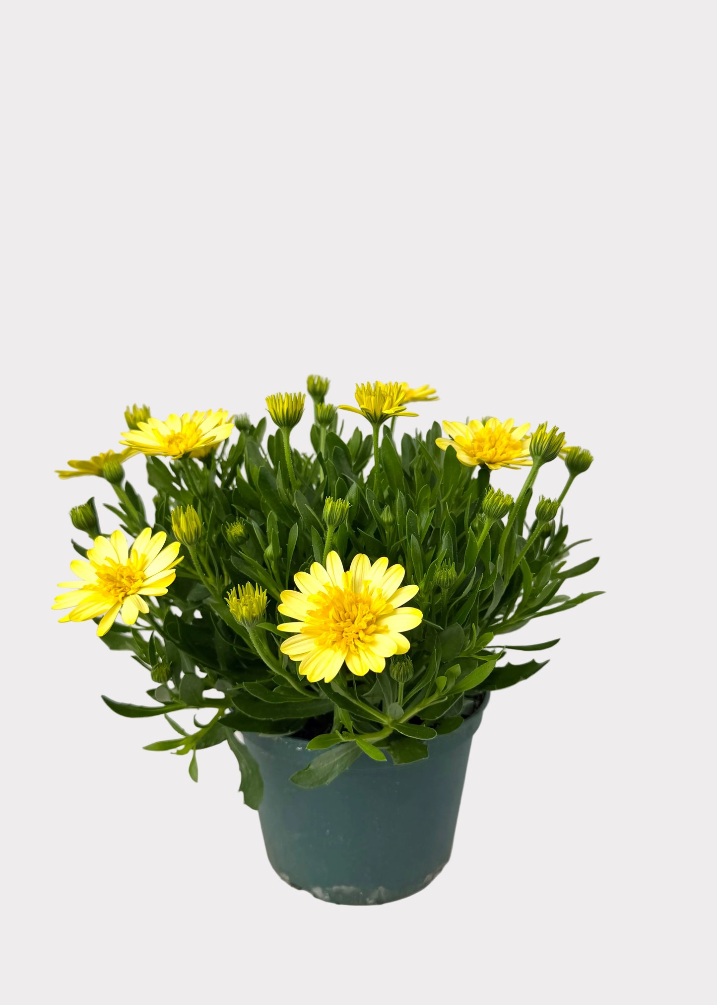 Osteospermum - African Daisy