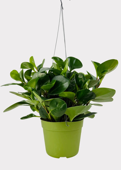 Peperomia - Obtusifolia