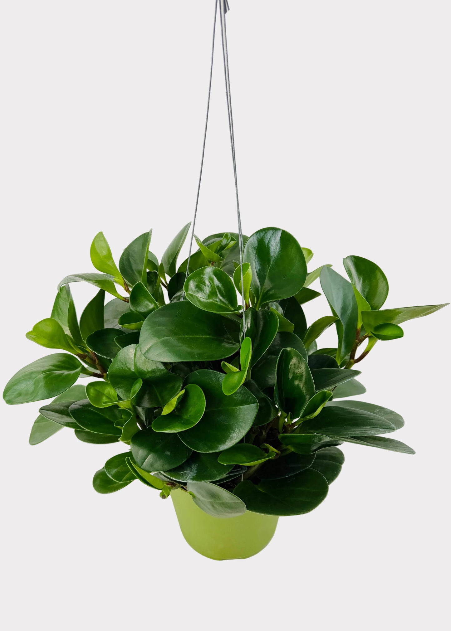 Peperomia - Obtusifolia
