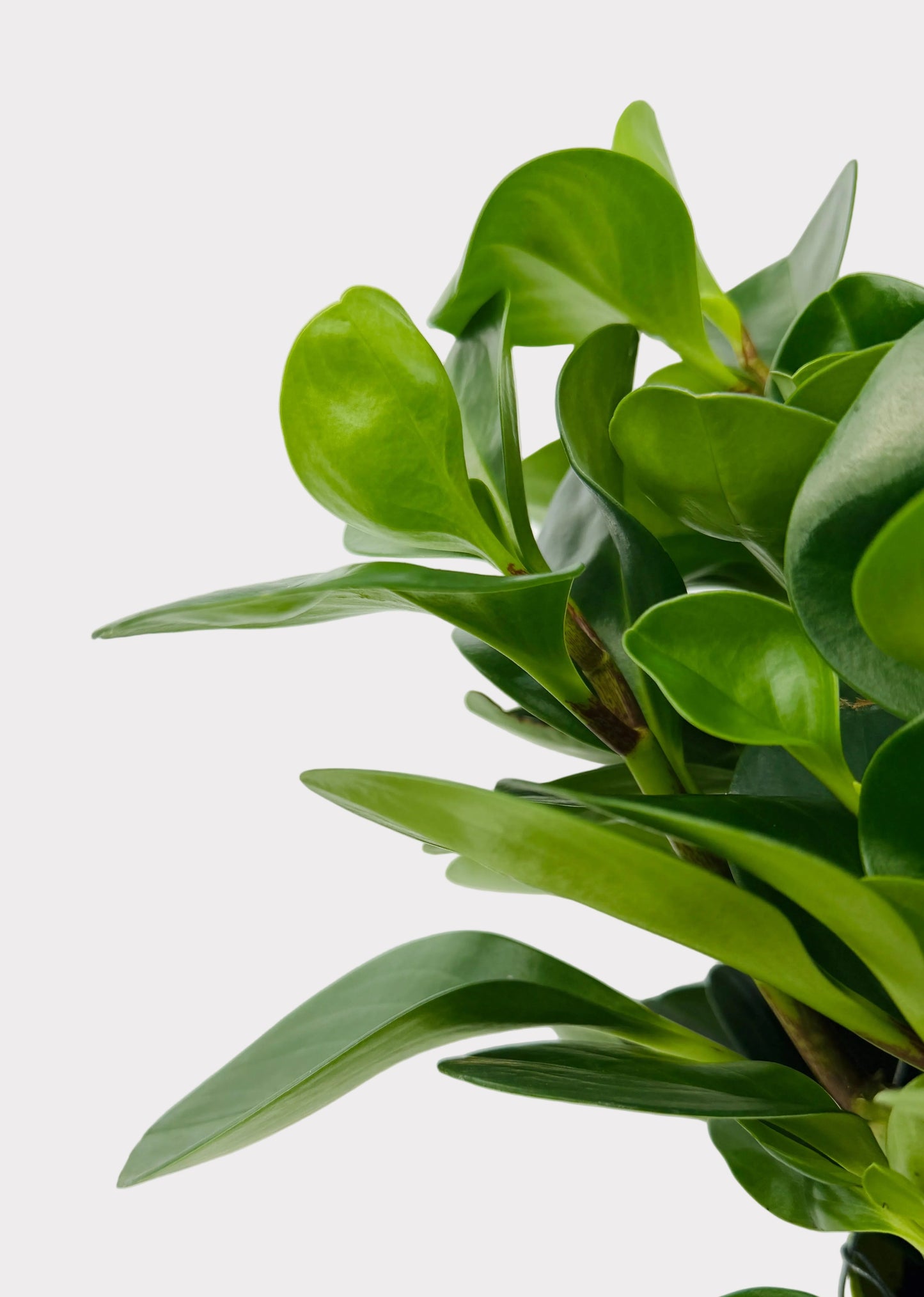 Peperomia - Obtusifolia