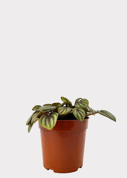Peperomia Albovittata - Piccolo Banda