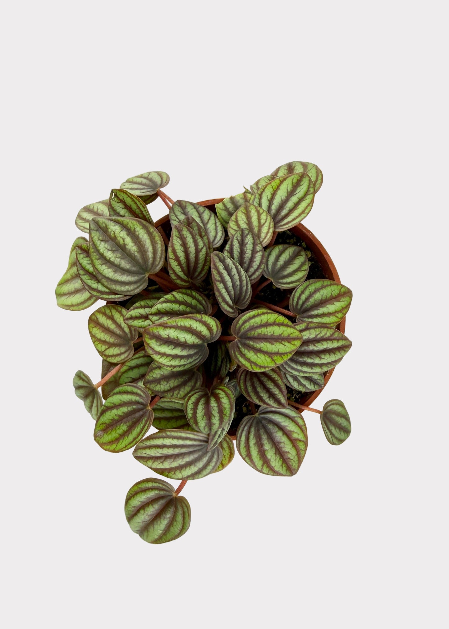 Peperomia Albovittata - Piccolo Banda