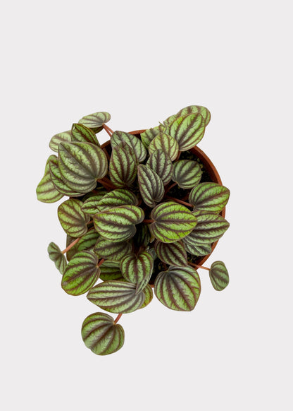Peperomia Albovittata - Piccolo Banda