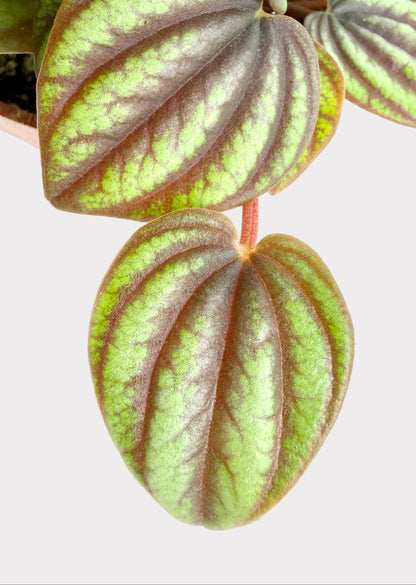 Peperomia Albovittata - Piccolo Banda