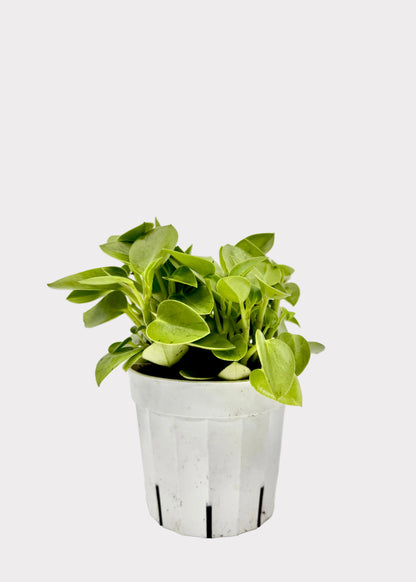 Peperomia - Pixie Lime