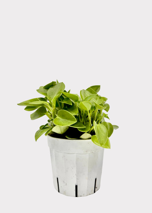 Peperomia - Pixie Lime