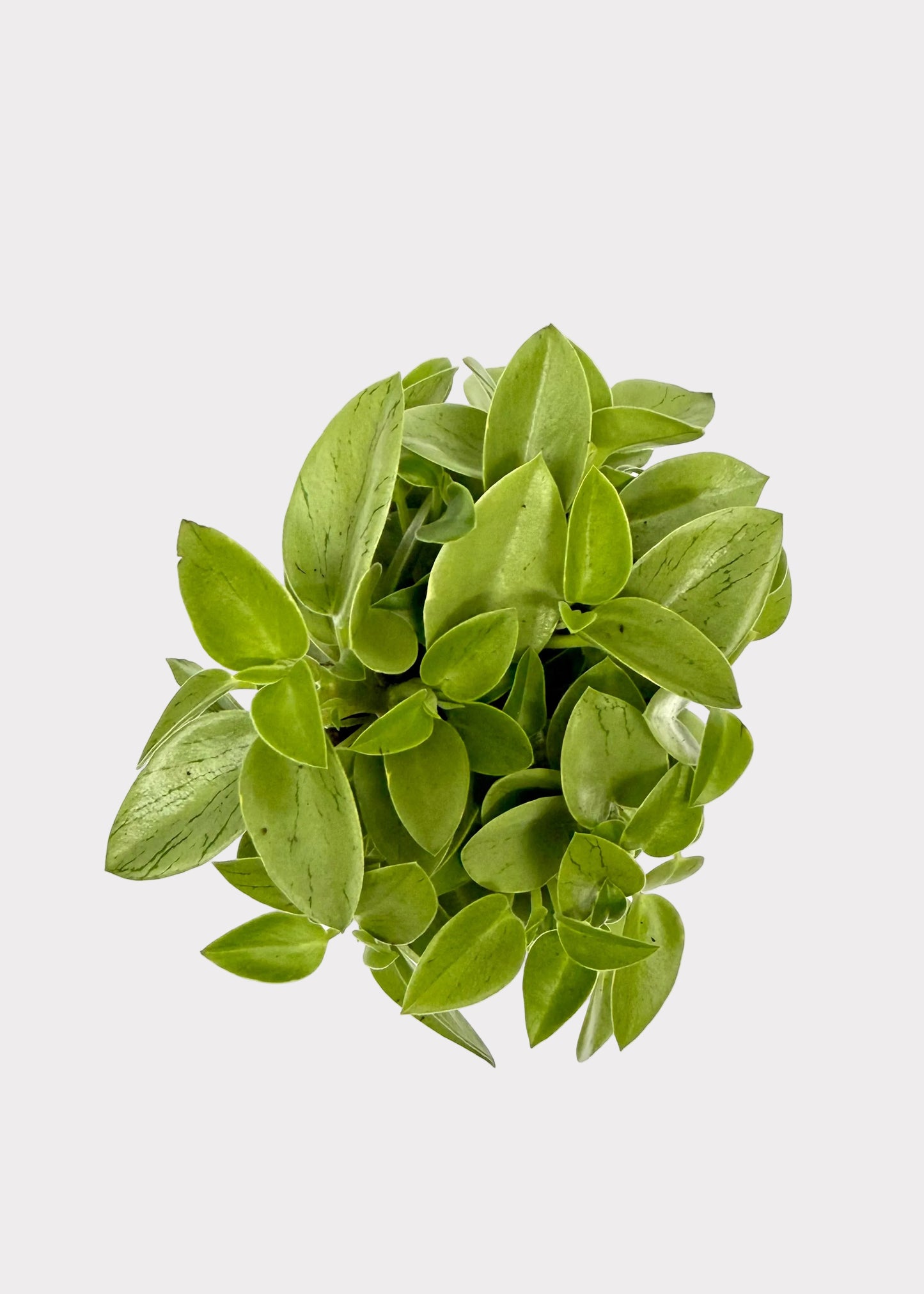 Peperomia - Pixie Lime