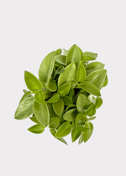 Peperomia - Pixie Lime