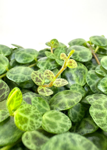 Peperomia - String of Turtles