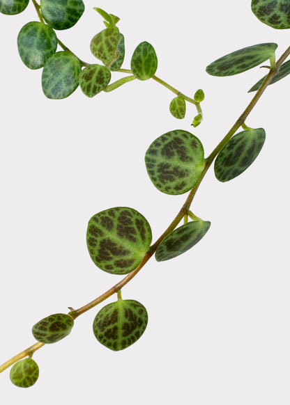 Peperomia - String of Turtles
