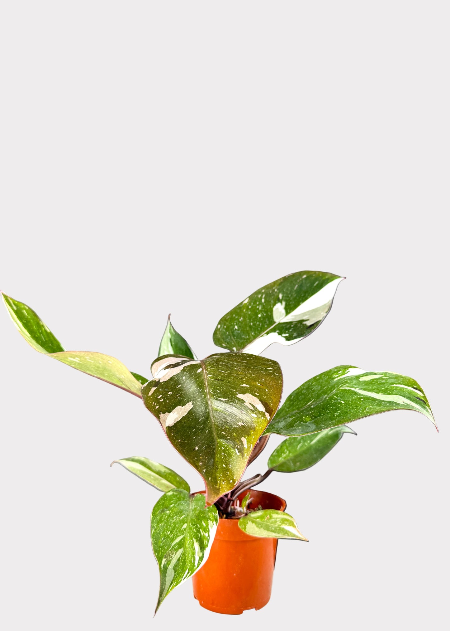 Philodendron Anderson Red