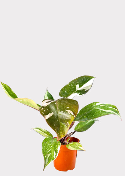 Philodendron Anderson Red