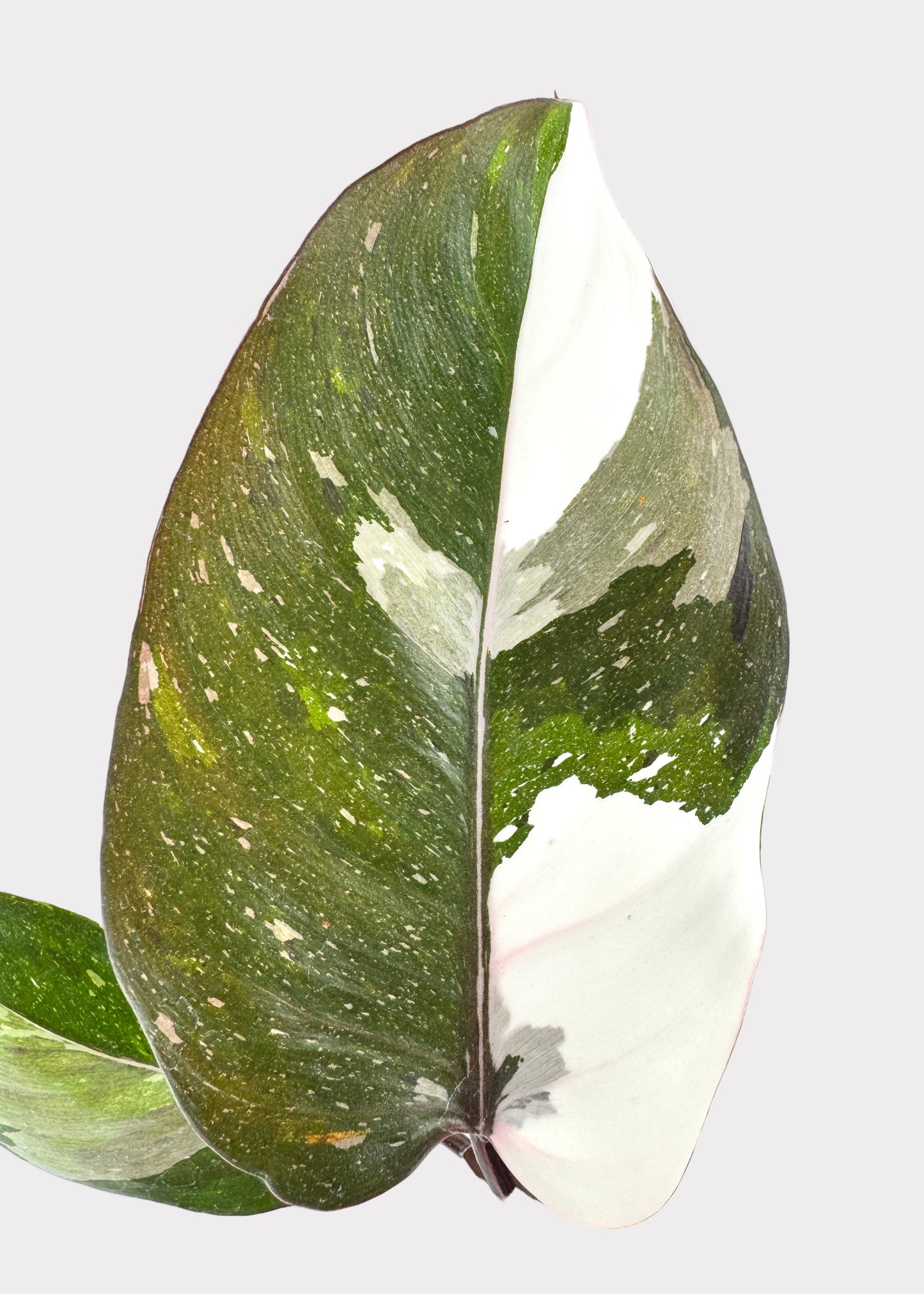 Philodendron Anderson Red