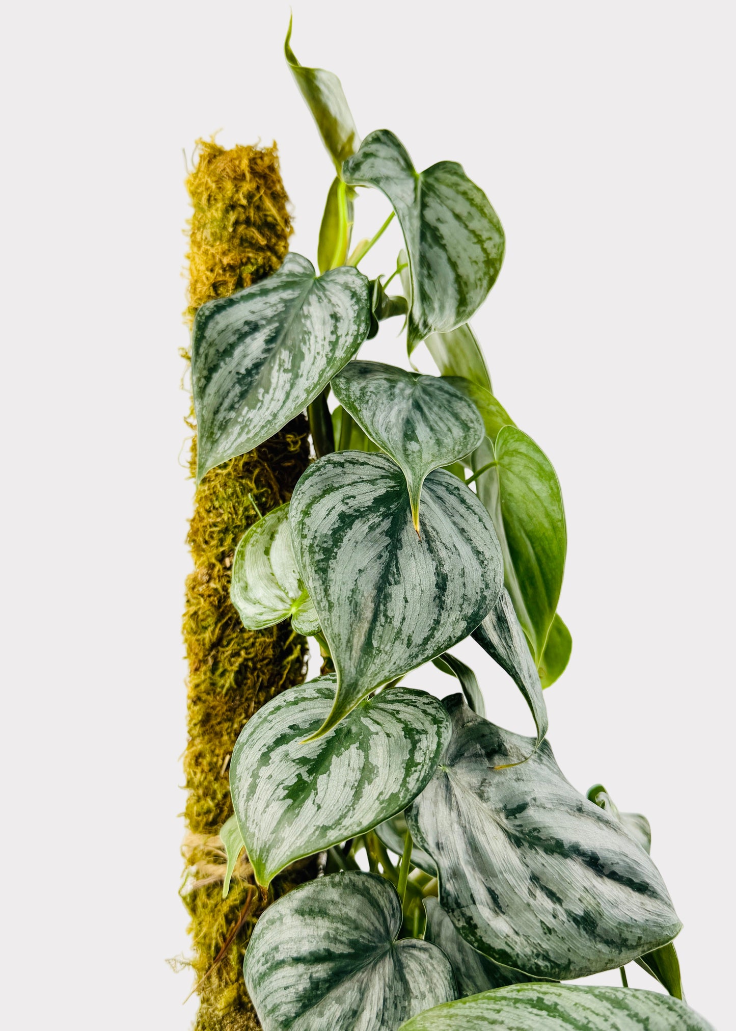 Philodendron - Brandi