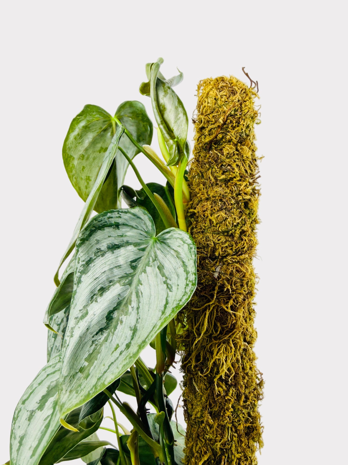 Philodendron - Brandi