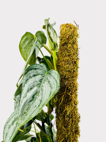 Philodendron - Brandi