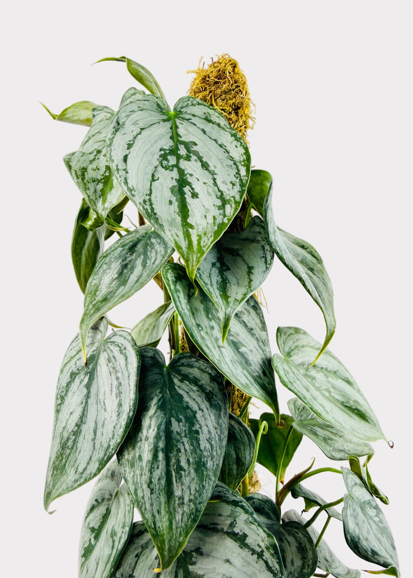 Philodendron - Brandi