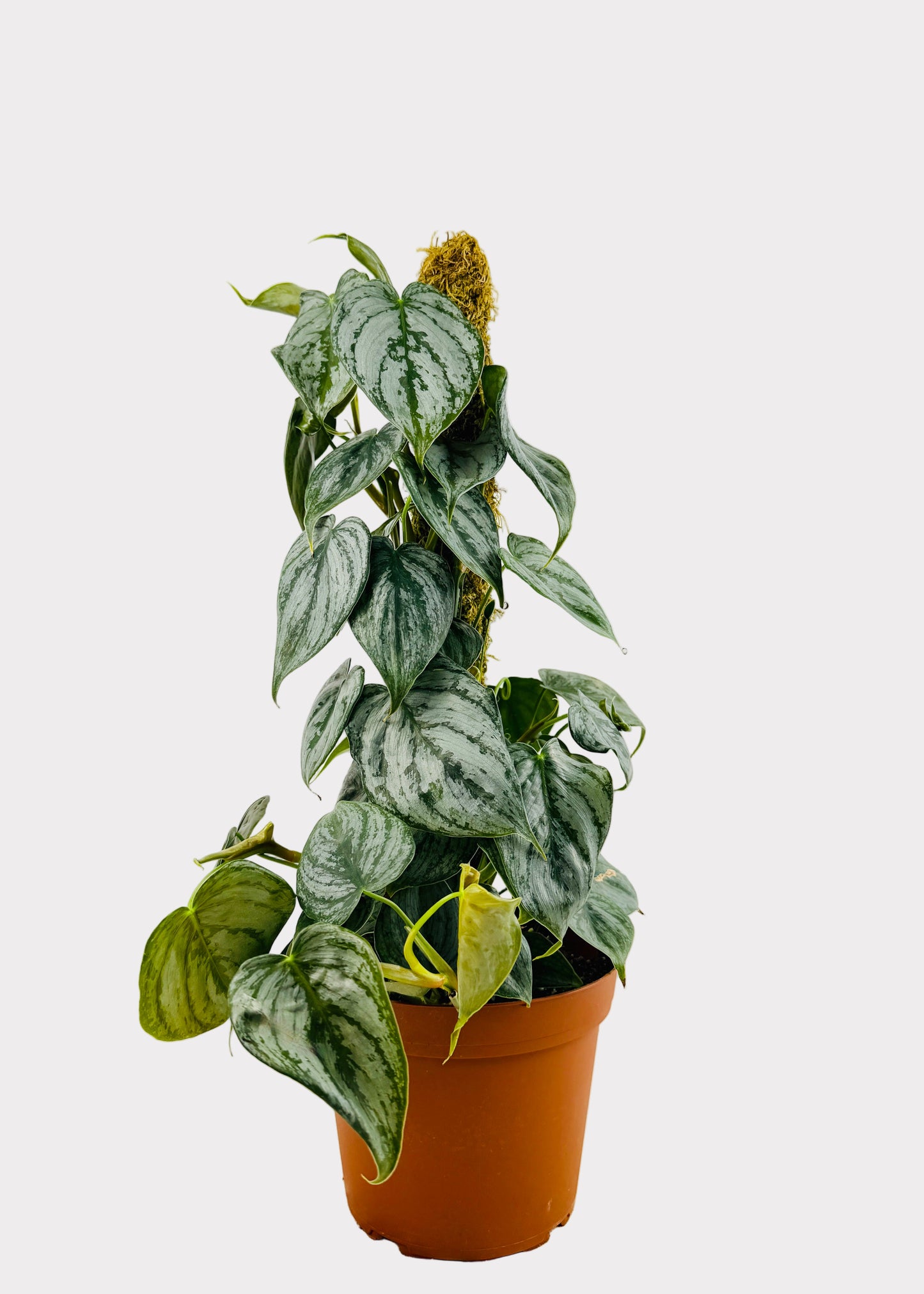 Philodendron - Brandi