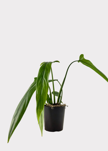 Philodendron – Holtonianum
