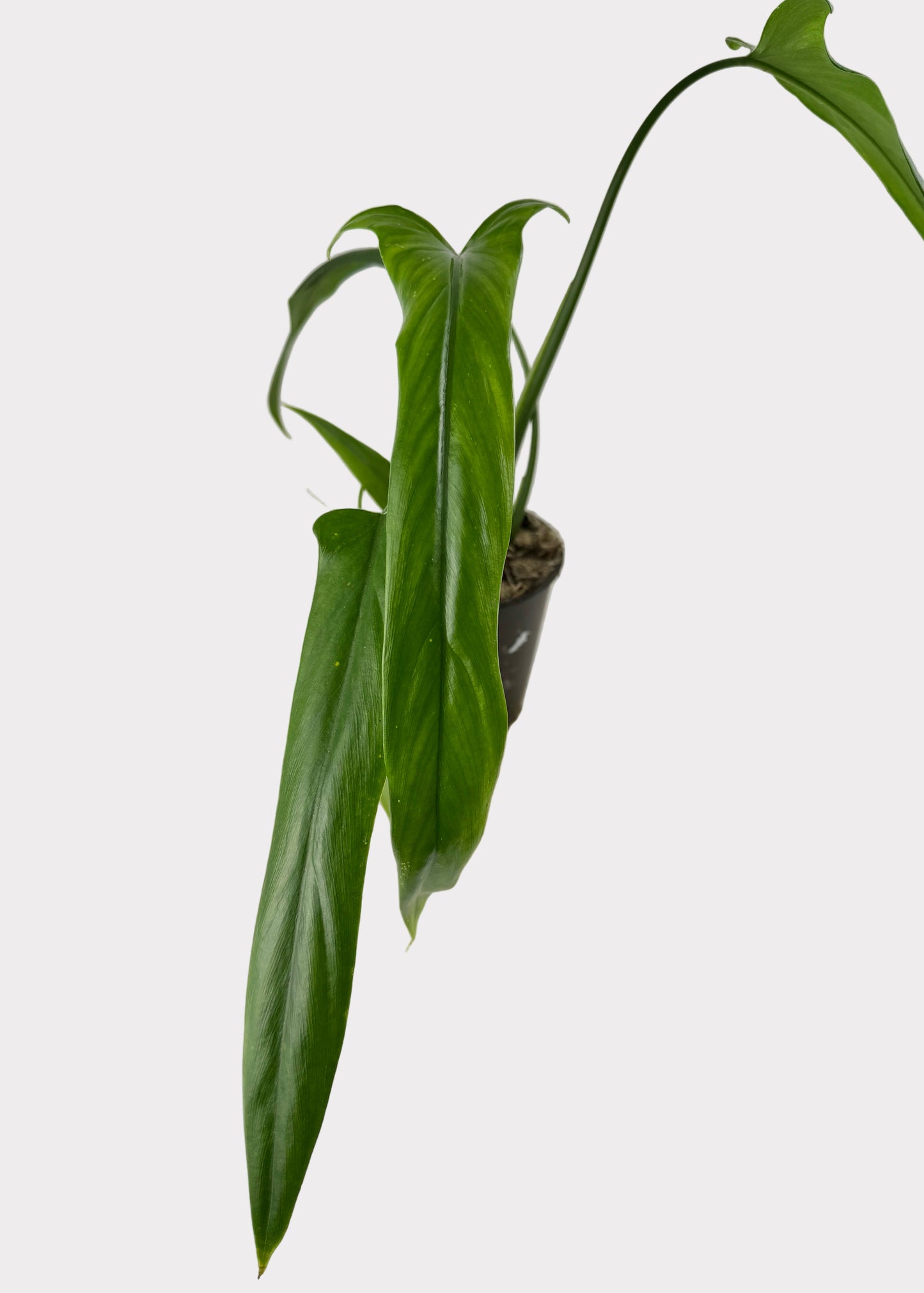 Philodendron – Holtonianum